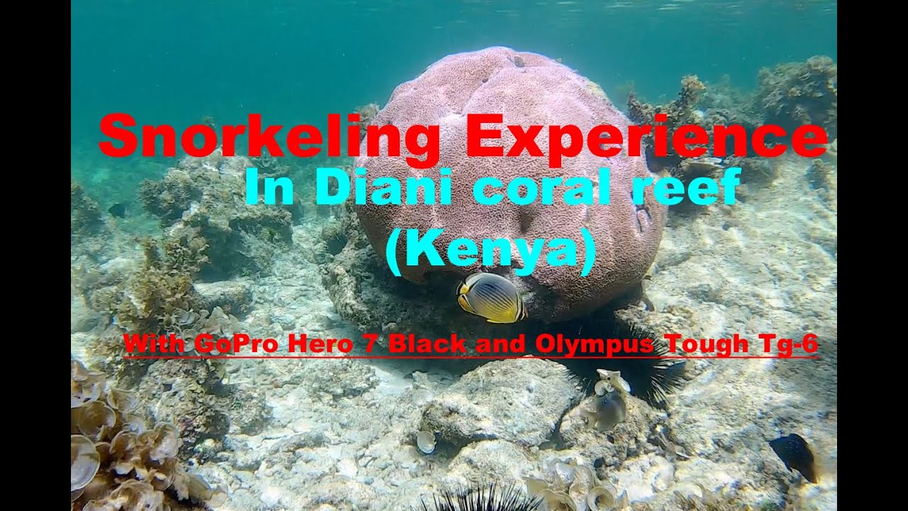Snorkeling experience Diani