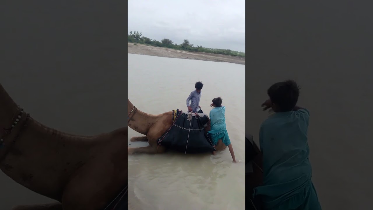 Wild camel heavy weight lifter #animals #camel #camellife