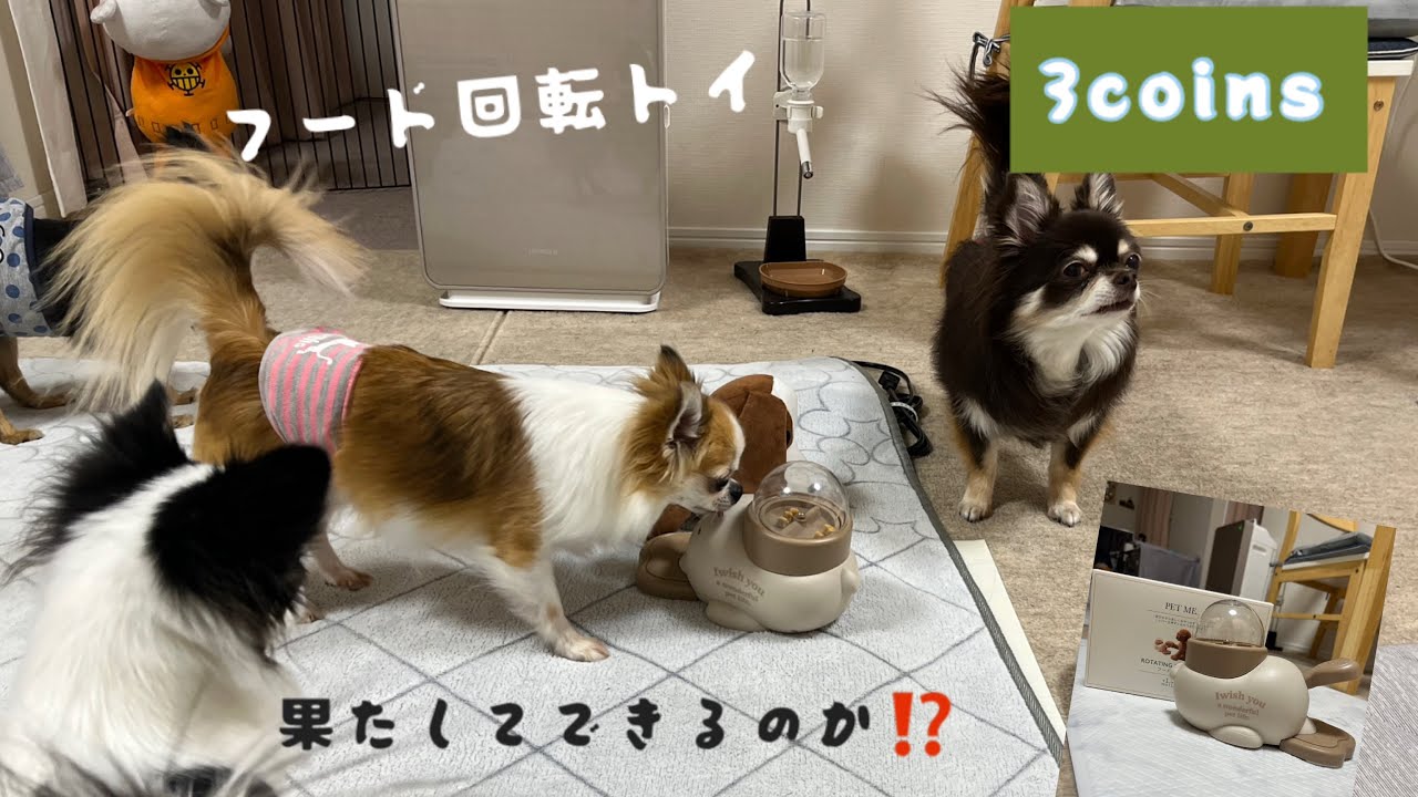 スリコのフード回転トイ‼️できるのか⁉️