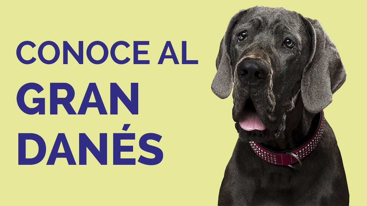 GRAN DANÉS: Características, cuidados y personalidad