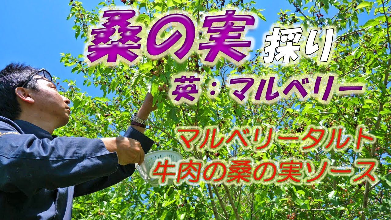 【桑の実】マルベリーを採って料理にしてみよう！！　料理人が作る【桑の実ソース】と【桑の実タルト】