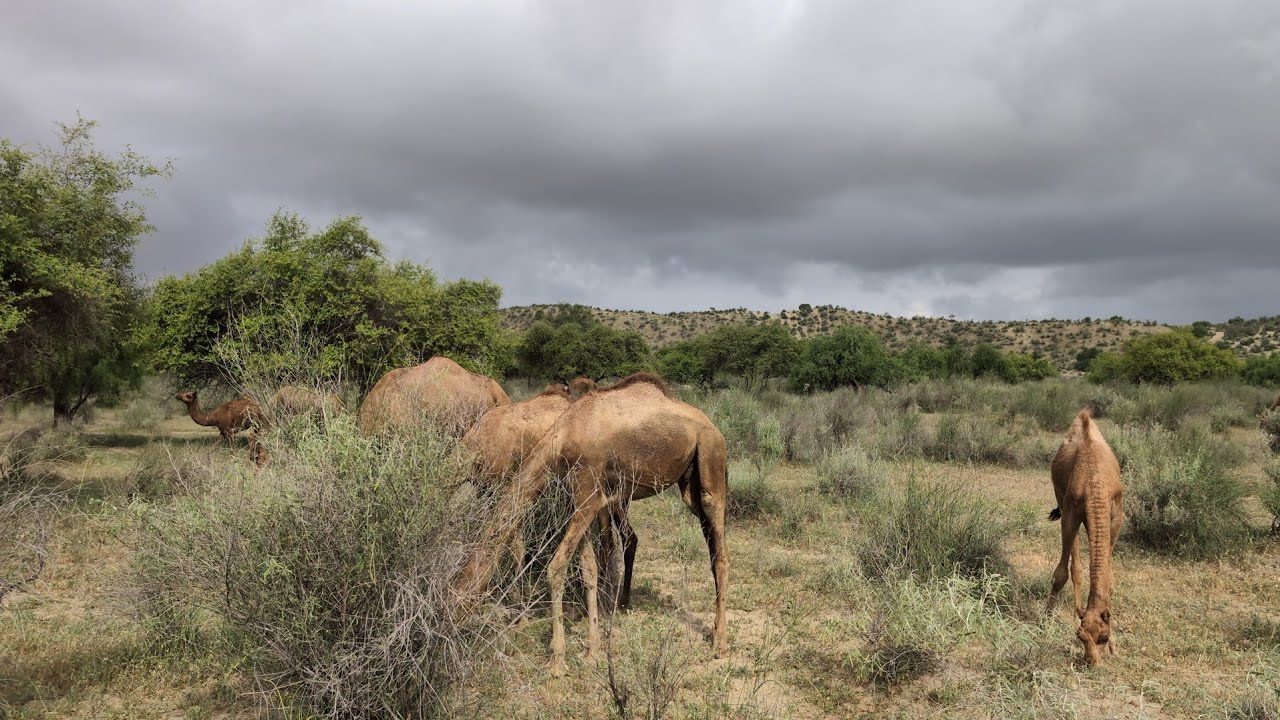  In the jungle, when it rains ⛈️, animals take shelter in the trees.