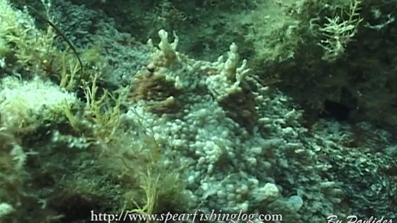Perfetta mimetizzazione | Conoscere un polpo