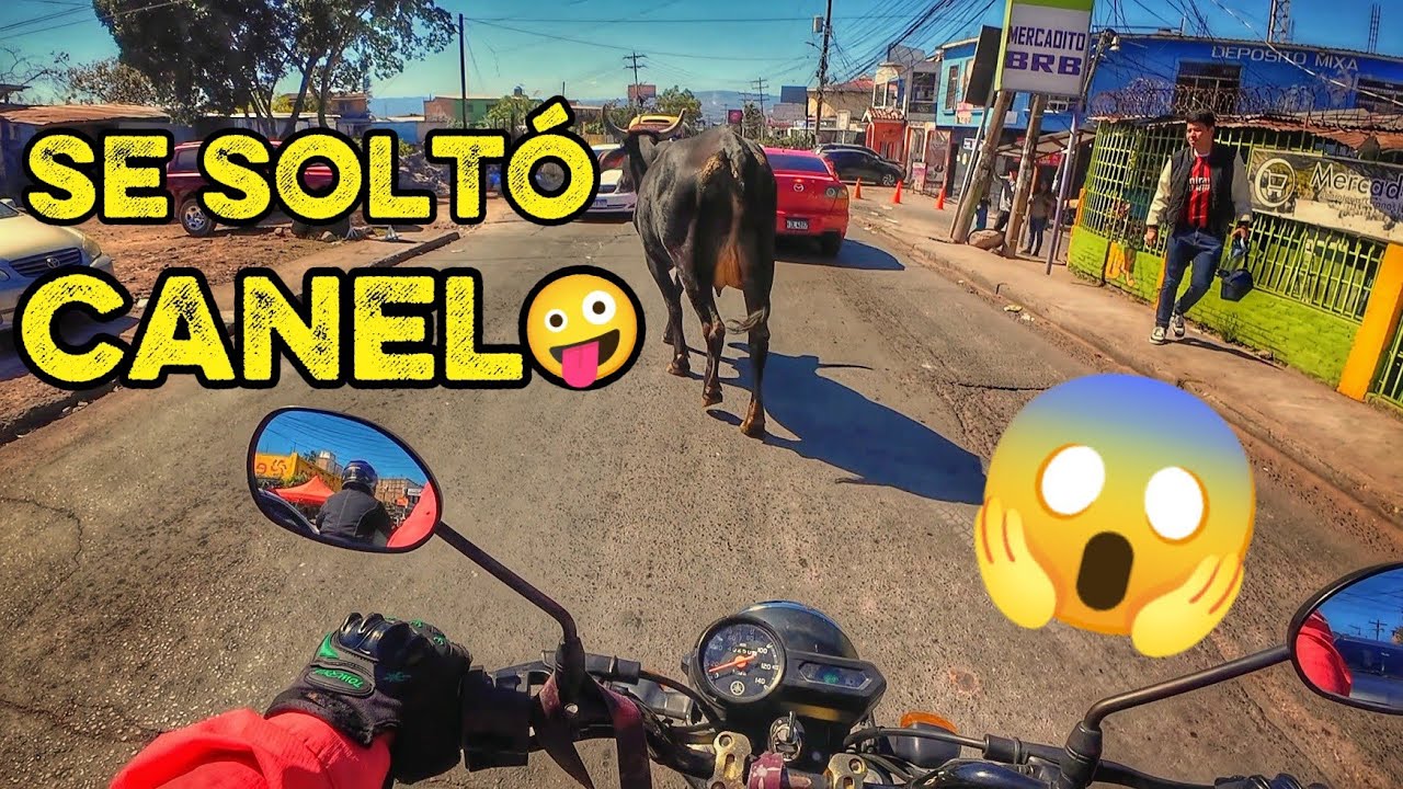 😱 Así se vive el delivery en Tegucigalpa 🏍️🔥 Toro y vaca sueltos, sol intenso y baleadas épicas 🌯☀️