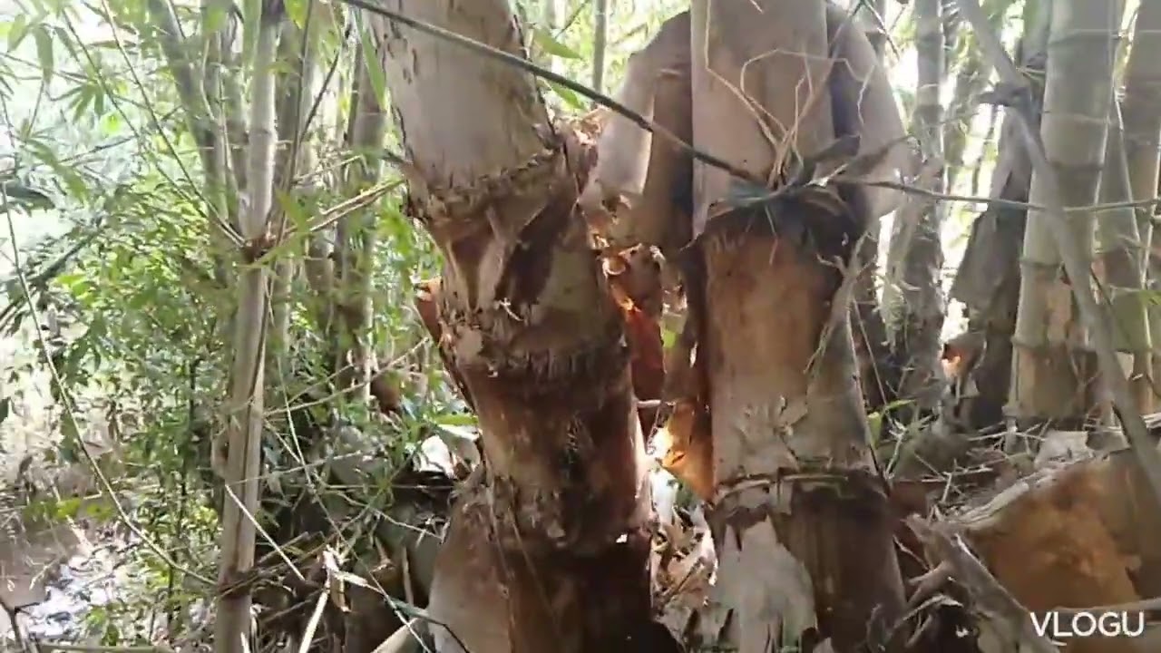 Satu hari mencari bambu unik