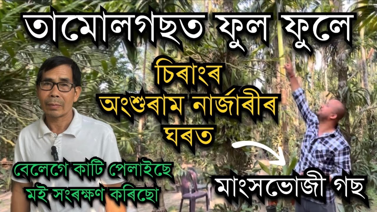 বেলেগে কাটিছে চিৰাংৰ অংশুৰাম নাৰ্জাৰীয়ে সংৰক্ষণ কৰিছে।Orchid man of Assam।New Orchid Park in Assam