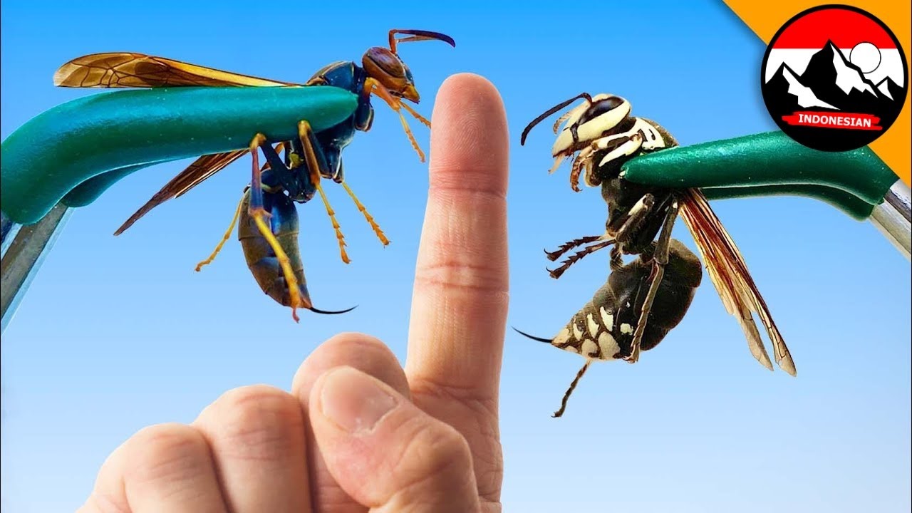 Tawon vs Lebah Besar 🐝 Disengat 2 Kali! Siapa Pemenangnya?!