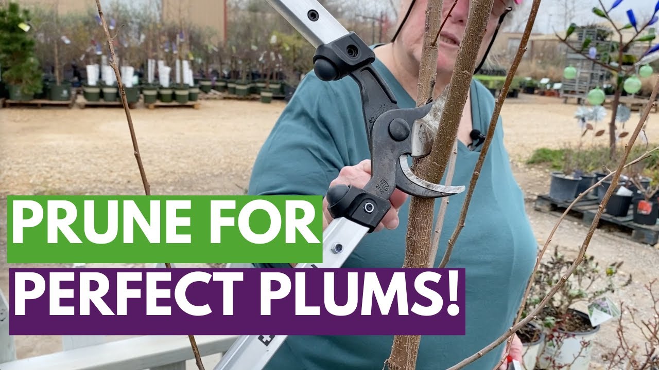 Plum Tree Pruning Mastery: High Canopy vs. High-Density Training