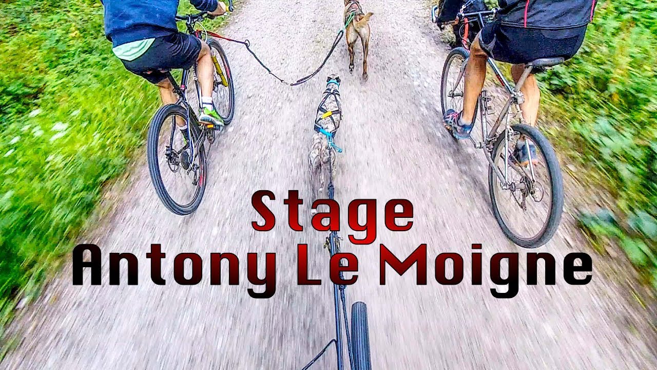 Canicross | CaniVTT | Stage w/ Antony Le Moigne