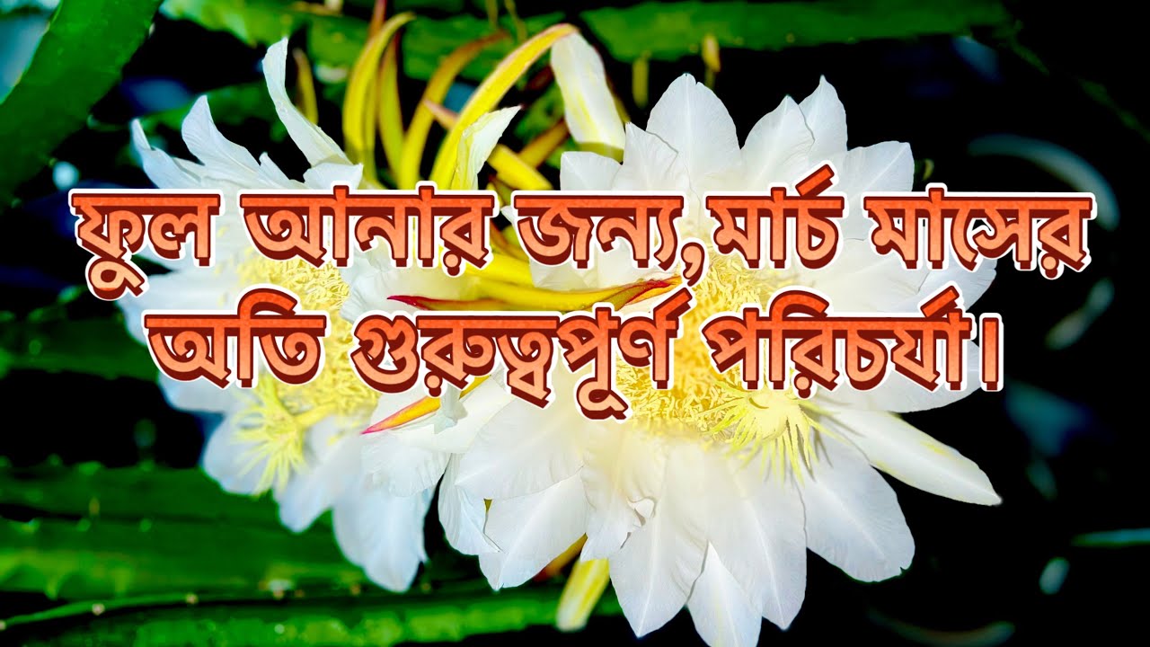 মার্চ মাসের গুরুত্বপূর্ন পরিচর্যা। ১৫ তারিখের আগে এই কাজটি করে ফেলুন।