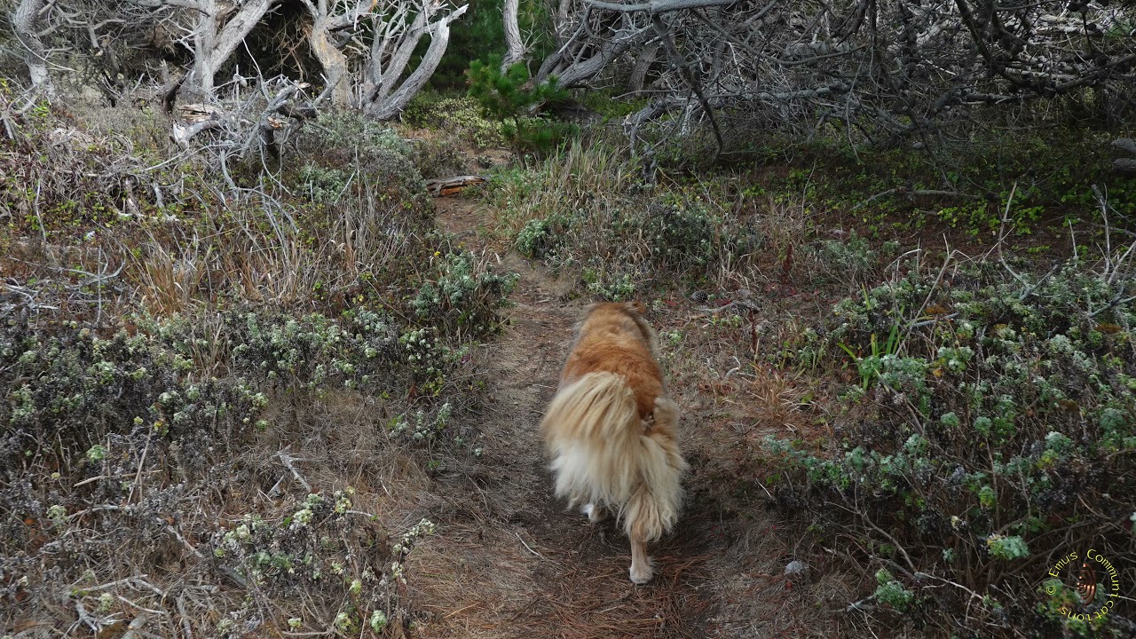 Ragged Point Trail