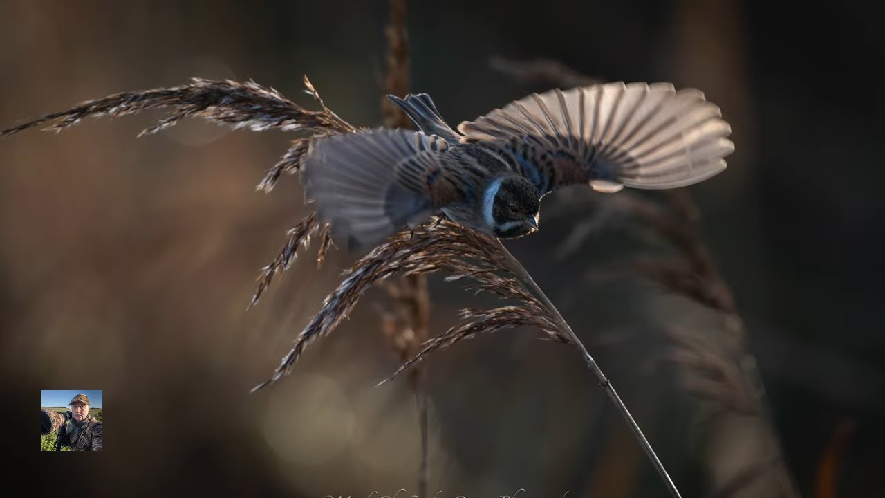 Зимняя поездка в заповедник RSPB Otmoor | Камышовые овсянки и другие птицы с Джонатаном Ходжеттсом