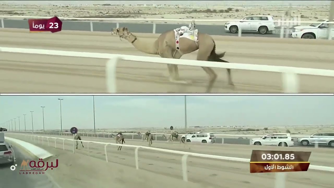 ش1 عالية لـ حفيظ سعيد بن ناجي المري (المحلي الرابع 28-10-2022م) لقايا بكار مفتوح 7:37:47