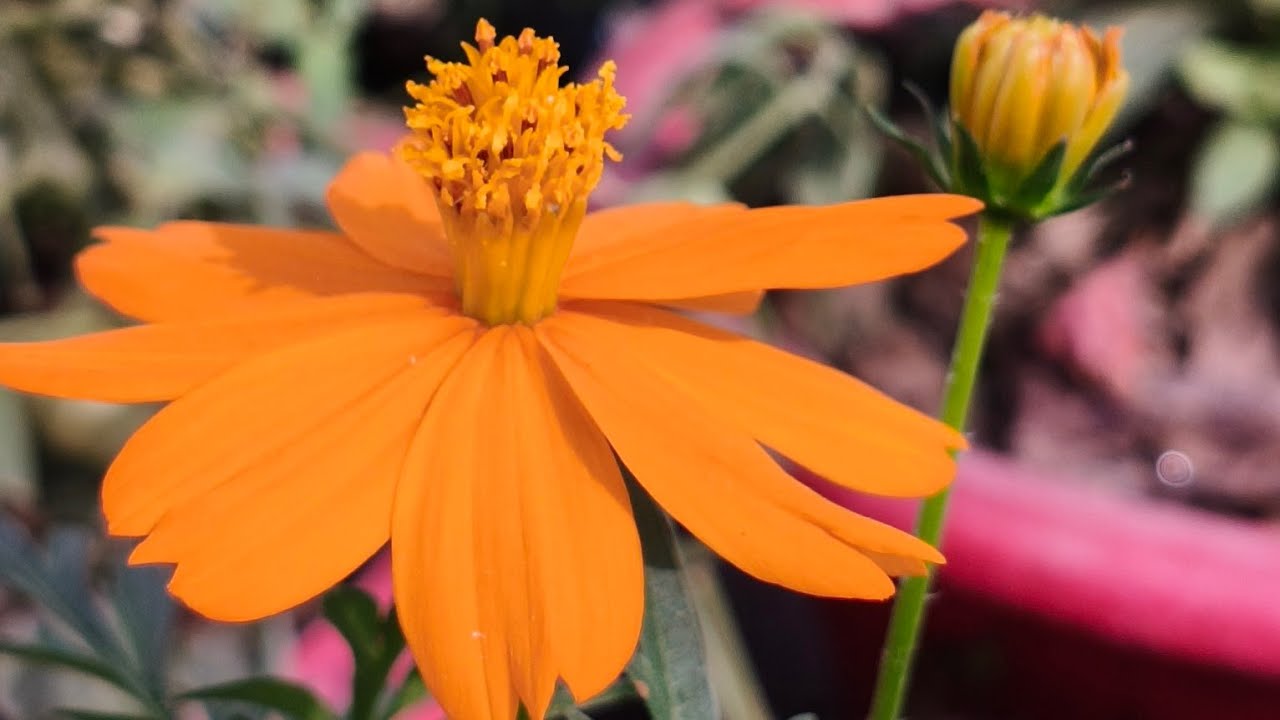 February mein lagaye jane wale flowering plants #flowers #tips 