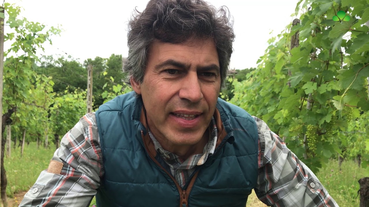 In vigneto con noi: risultati prove diserbo in Piemonte con Daniele Eberle