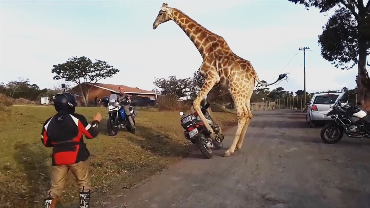 Motorcycle Fail win 2017 road accident  #30