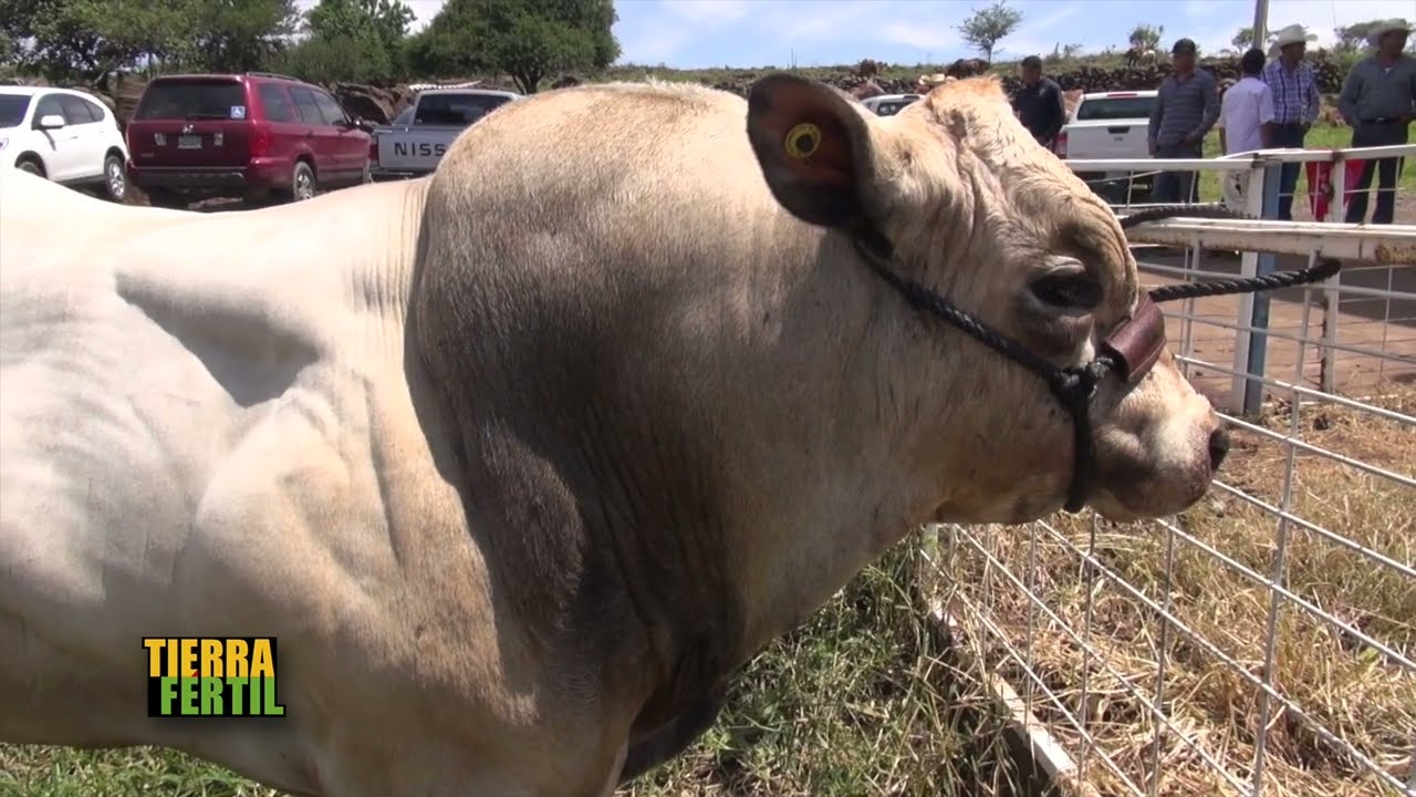 TIERRA FÉRTIL TV- GANADO PIEMONTESE (19.08.17)