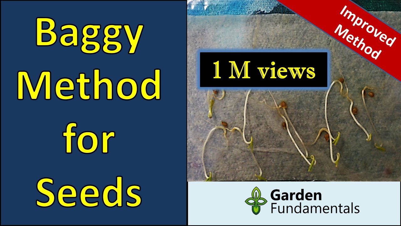 Improved paper towel and baggy method for germinating seeds (fast)