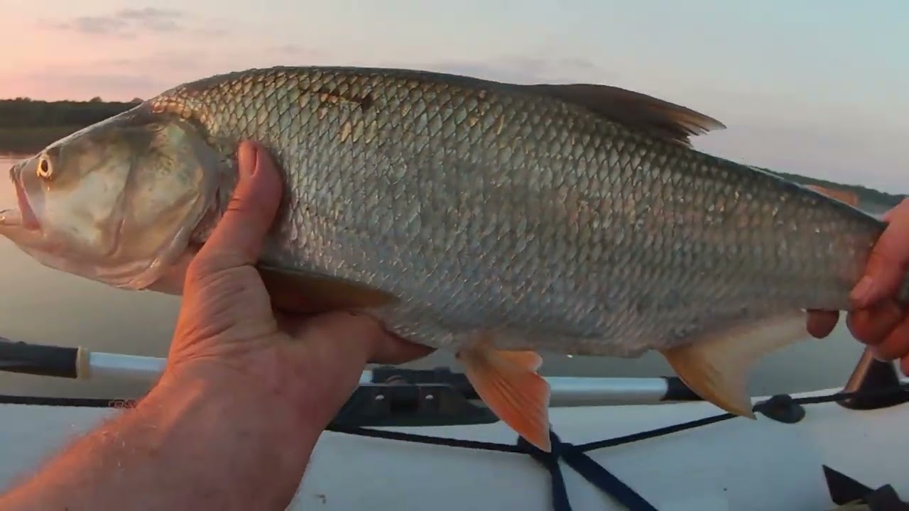 Boleń lokomotywa. #boleń  #wisla #fishing #spinning #wędkarstwo