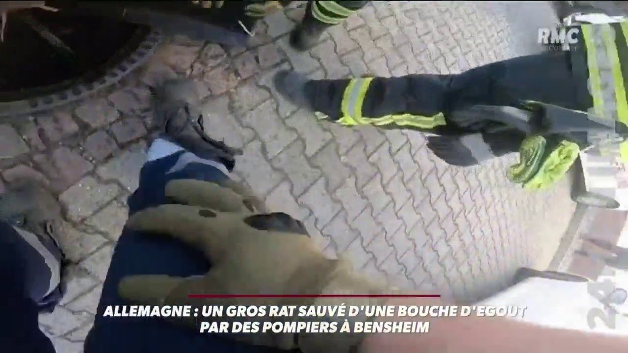 En Allemagne, un rat en surpoids coincé dans une bouche d'égout est sauvé par une équipe de pompiers