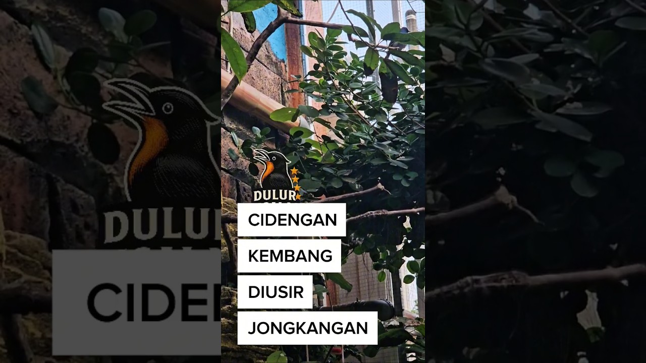DULUR NGALAS DAILY #35 | CIDENGAN KEMBANG DIUSIR JONGKANGAN
