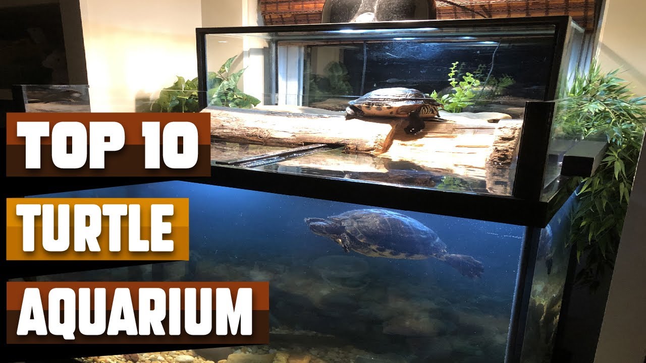 Best Turtle Aquarium In 2026 - Top 10 Turtle Aquariums Review