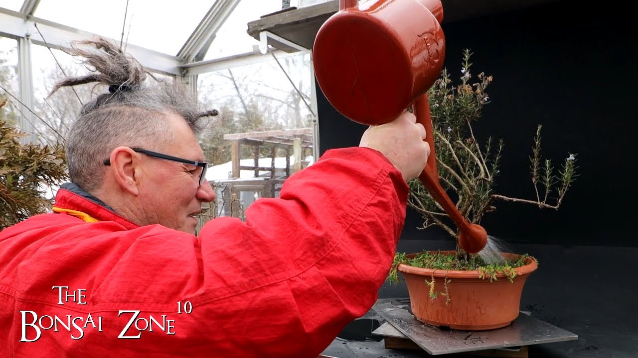 Pruning My Rosemary and My Latest Cedar, The Bonsai Zone, Jan 2023
