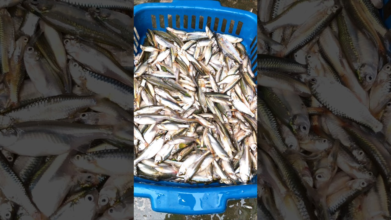 Small Fish Curry Recipe in Bihari Style #smallfishrecipe #trending #recipe #youtubeshorts #shorts