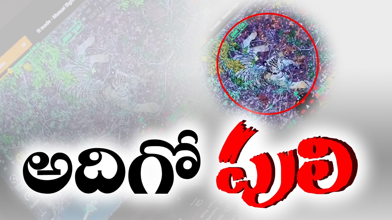 Tiger Spotted Near Devipatnam Hills | Massive Rescue Operation Underway