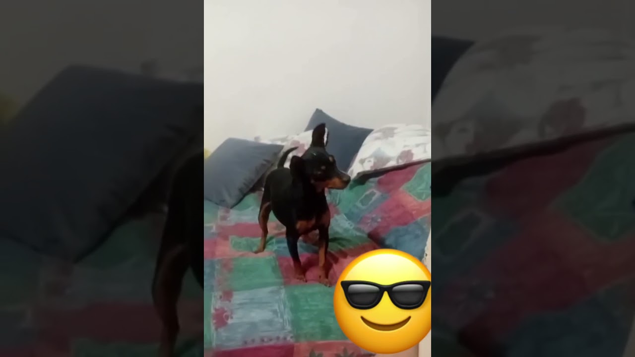 Reactia lui Daisy când a auzit vocea mea pe filmare 😇❤️ 