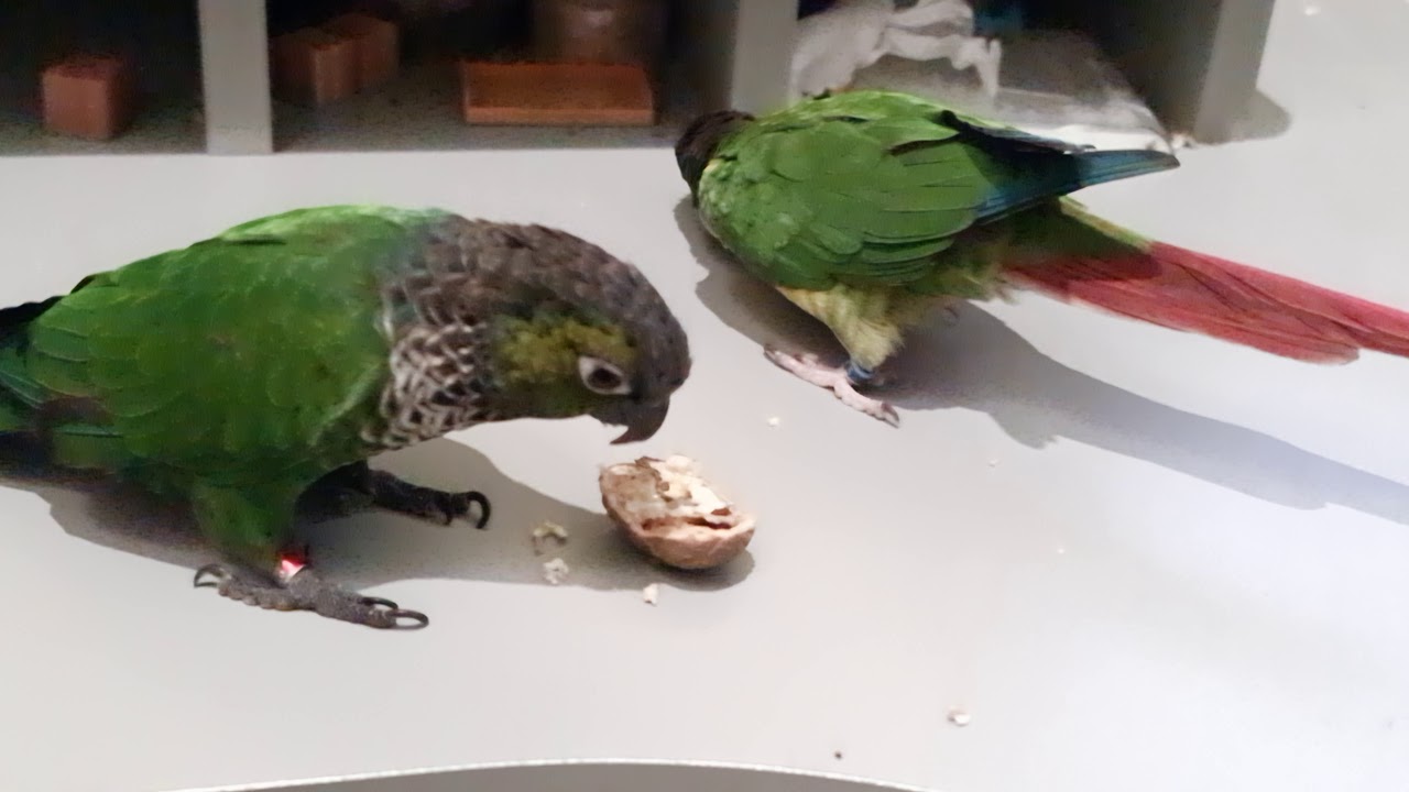 Rudosterki jedzą ochrzecha