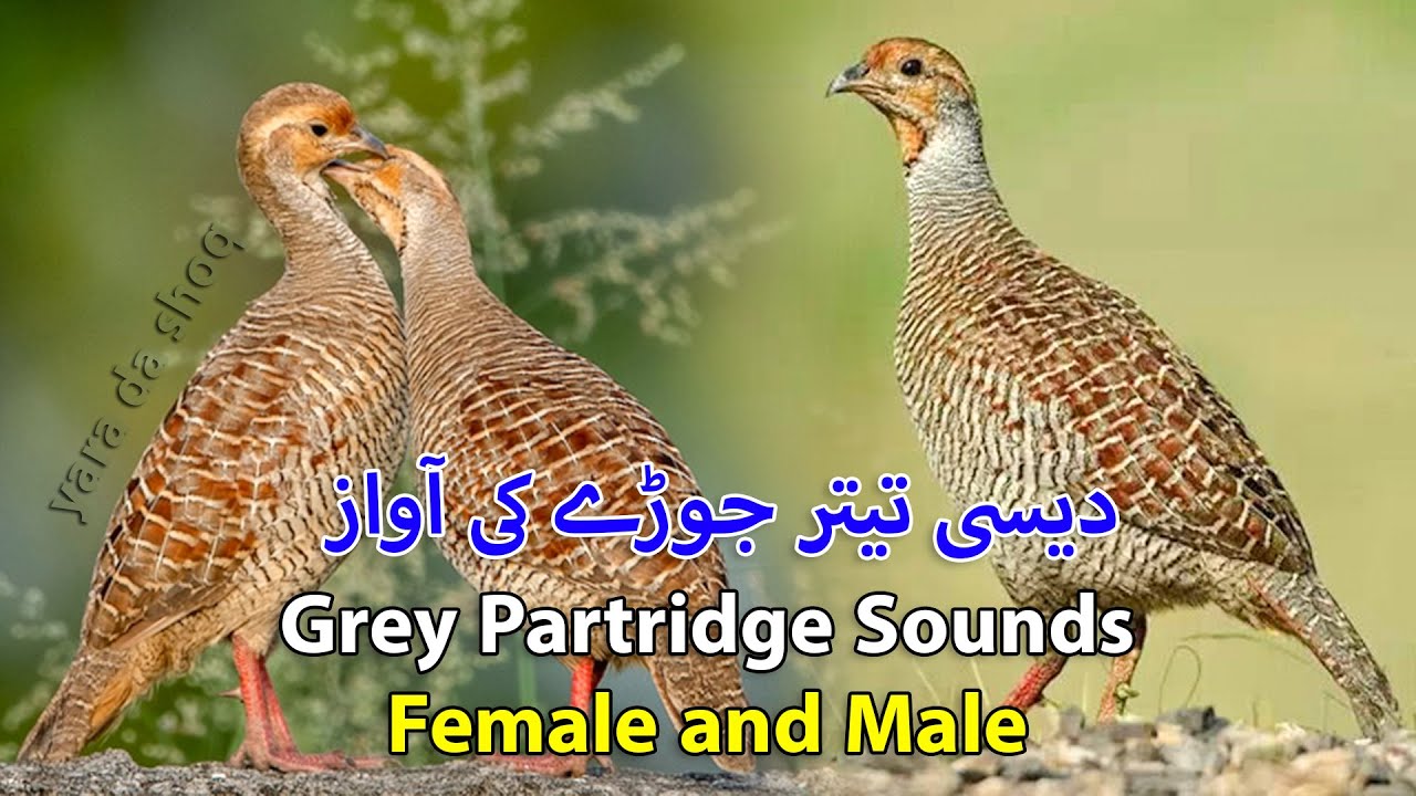 Teetar Calling Francolin Voice | Partridge Sound | Teetar ki Awaz | Jungle Partridge Female Sound