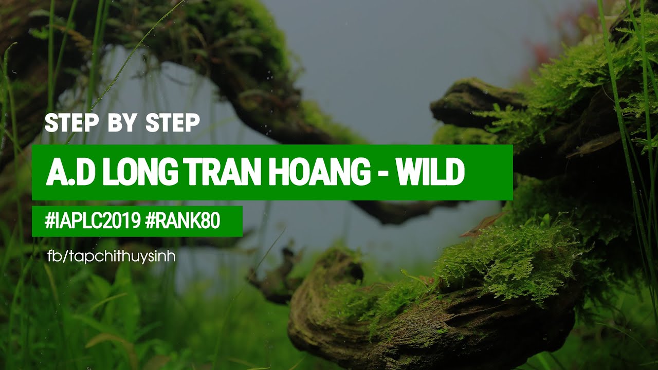 #9 Step by step - Wild - A.D Long Tran Hoang  - IAPLC 2019 - Rank 80