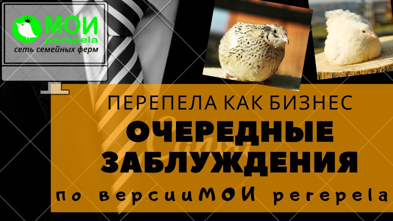 Перепела как бизнес.  Очередные заблуждения по версии МОИ перепела