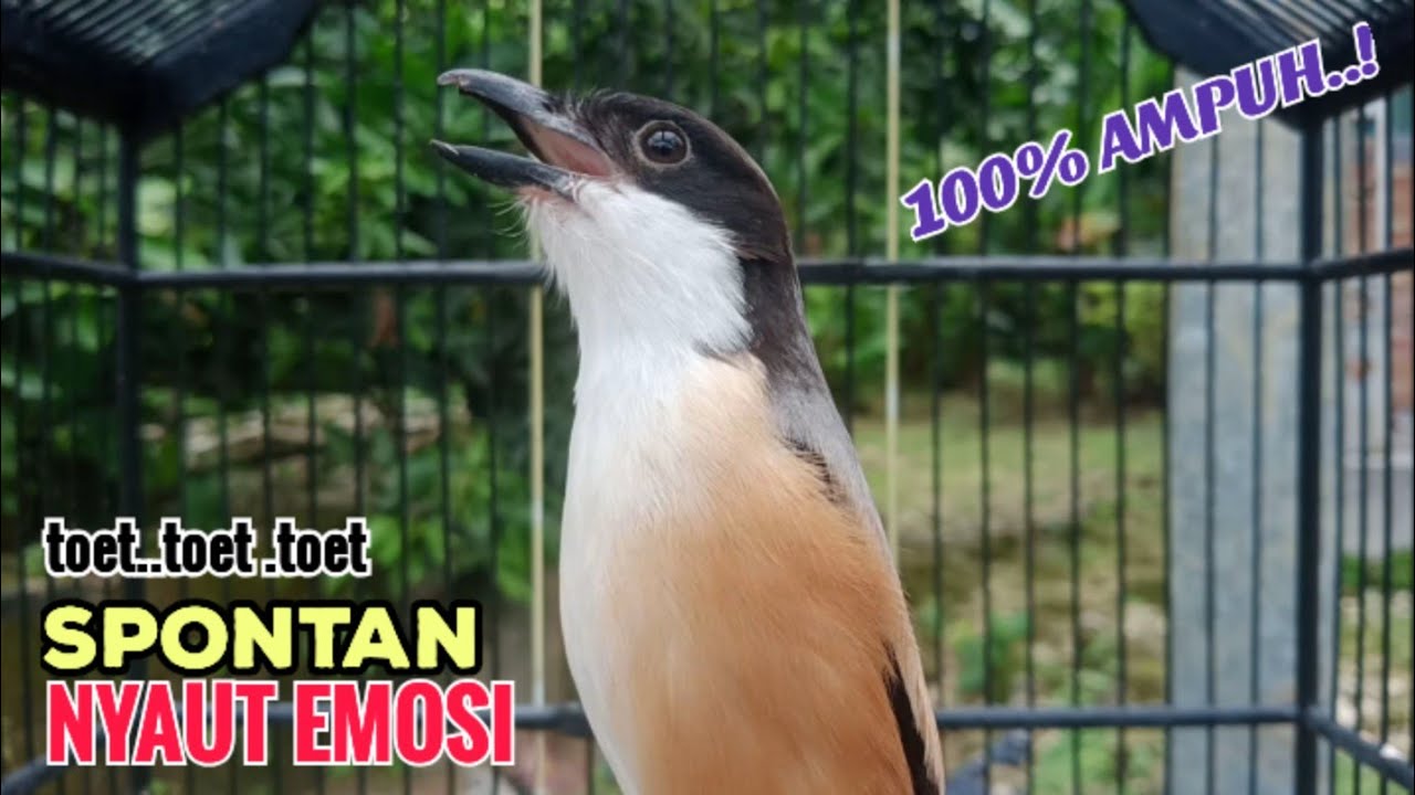 suara cendet gacor pagi siang sore Toet Toet Bikin Cendet Manapun Nyaut dg sekali Dengar