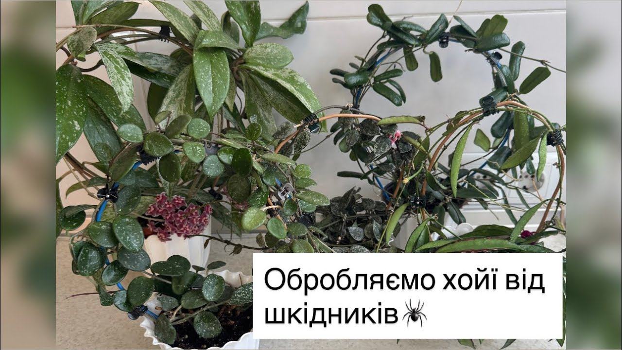 Обробляємо хойї від шкідників🌿🕷️|Вхідна обробка| Кращі препарати