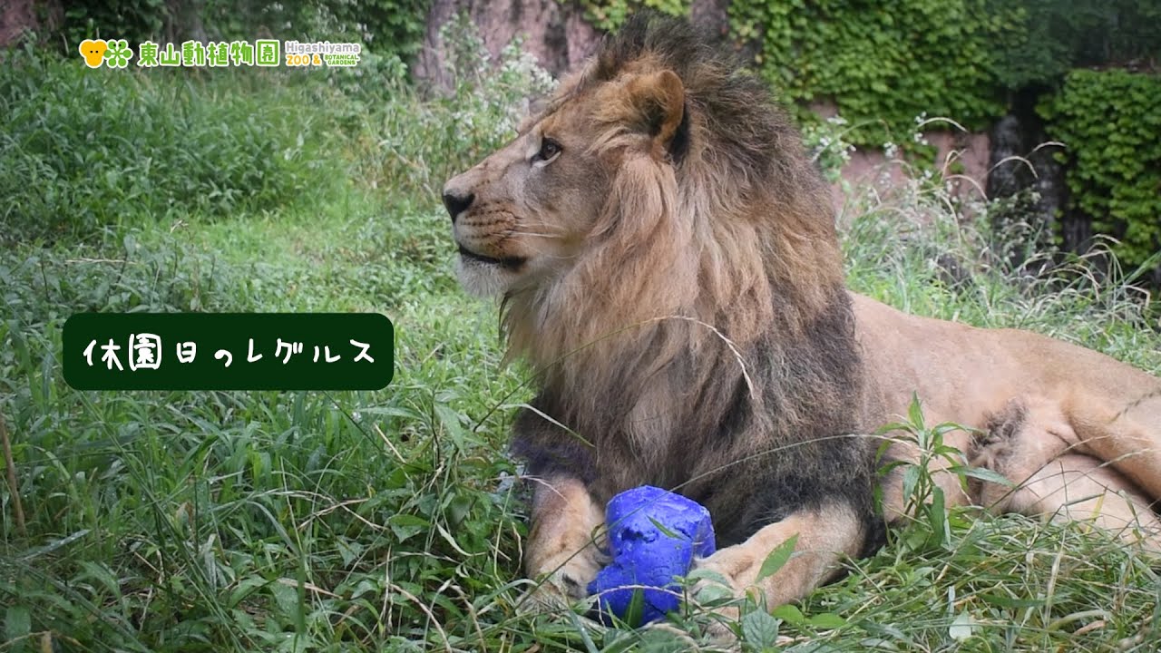 【東山動植物園公式】休園日のレグルス～仲良しのボールと共に～ 《 ライオン 》