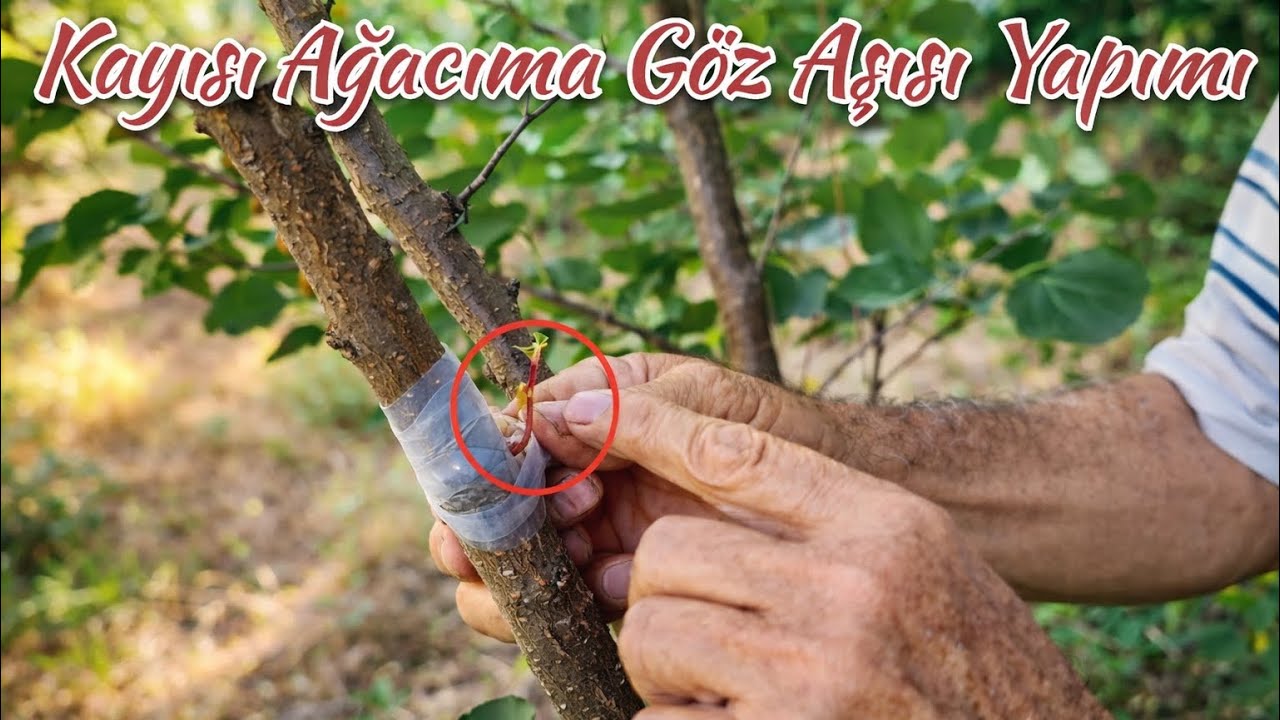 KAYISI AĞACINA GÖZ AŞISI YAPIMI ( Nasıl ve Ne Zaman Yapılır ) Usta Öğreticiden