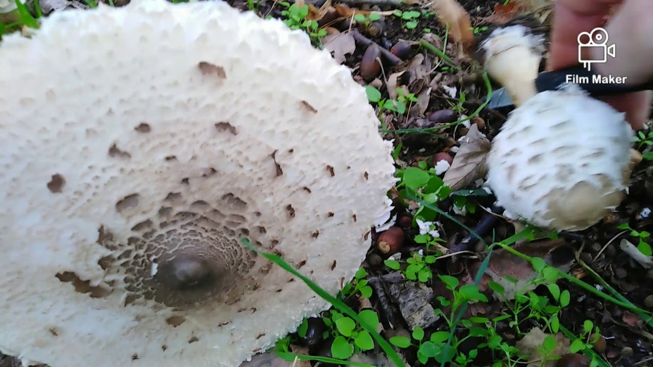 KUŠTRAVA SUNČANICA,⚠️☣️ Macrolepiota rachodes, i poređenje sa M. procerom (Velikom Sunčanicom)