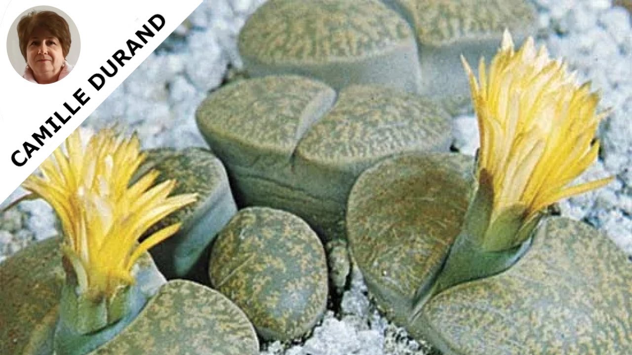 Lithops : les pierres vivantes du désert — caractéristiques et entretien
