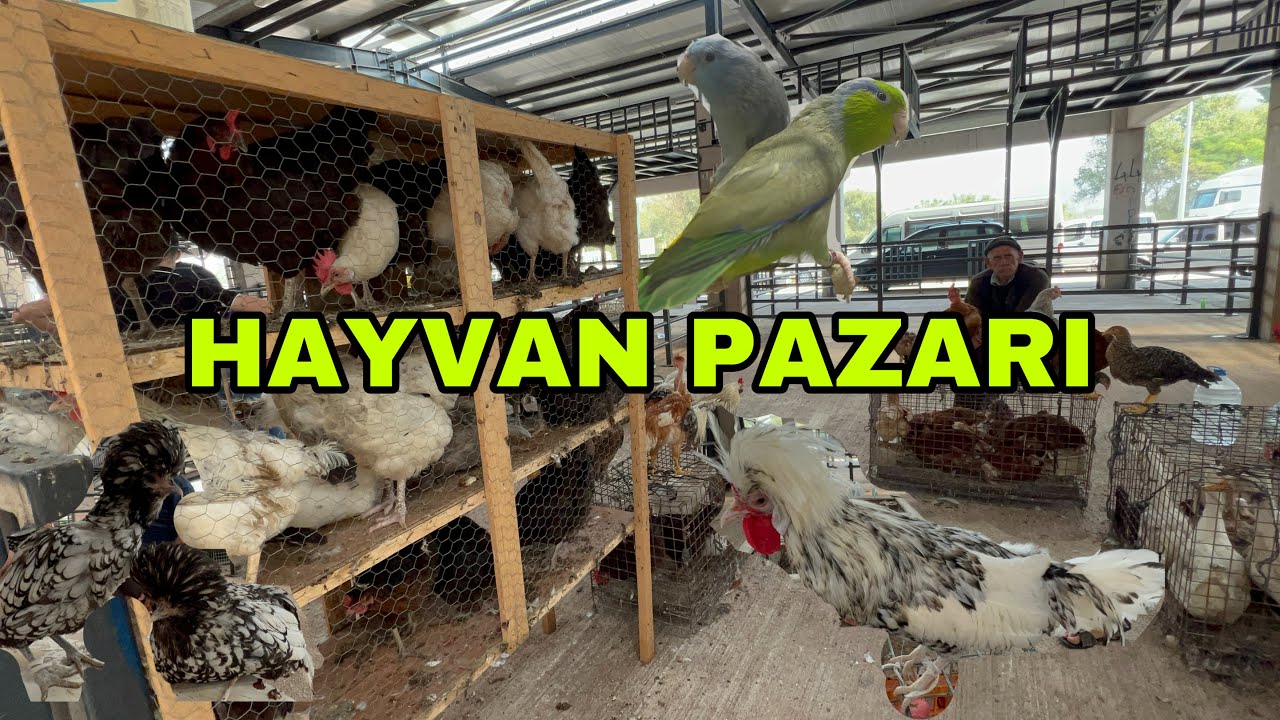 BURSA TAVUK PAZARI. BÖLÜM 2