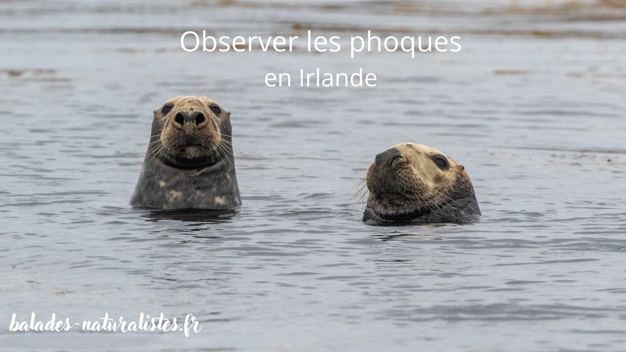 Observer les phoques en Irlande