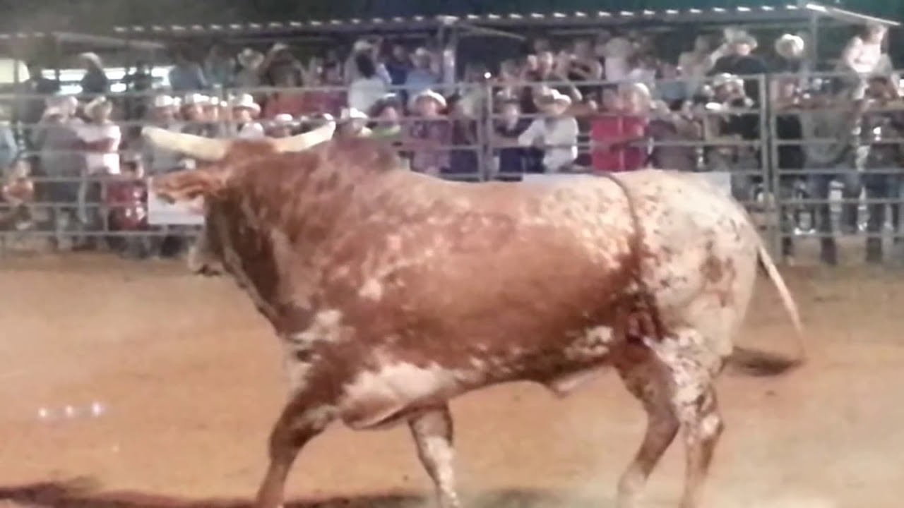 Eagle Pass, TX - Bull Poker