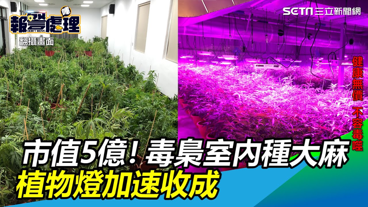 市值5億！毒梟「室內種大麻」1540株　植物燈加速收成｜三立新聞網 SETN.com