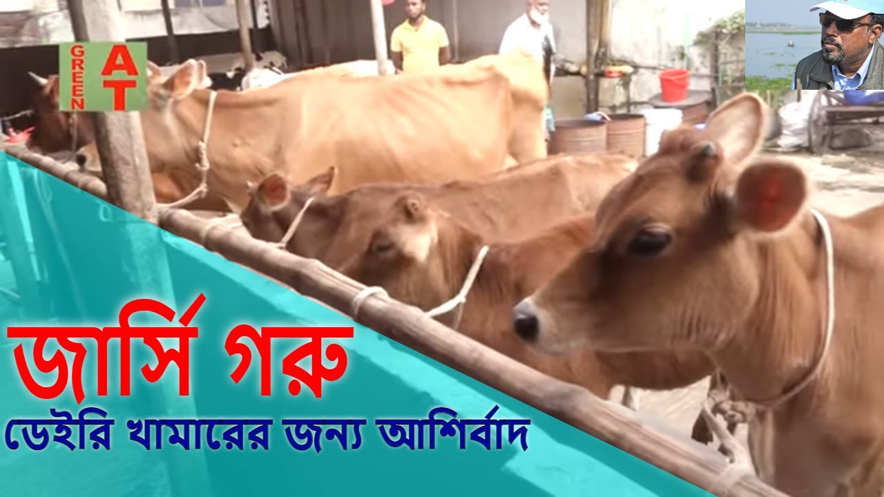 জার্সি গাভী আর বকনার কালেকশন | jersey cow collection | monoara dairy