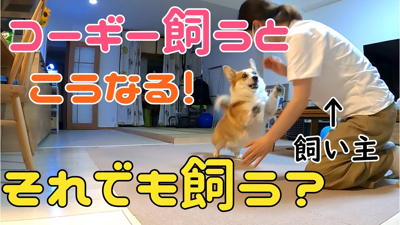 コーギーを飼うと大体こうなるので飼う前に覚悟するべし！