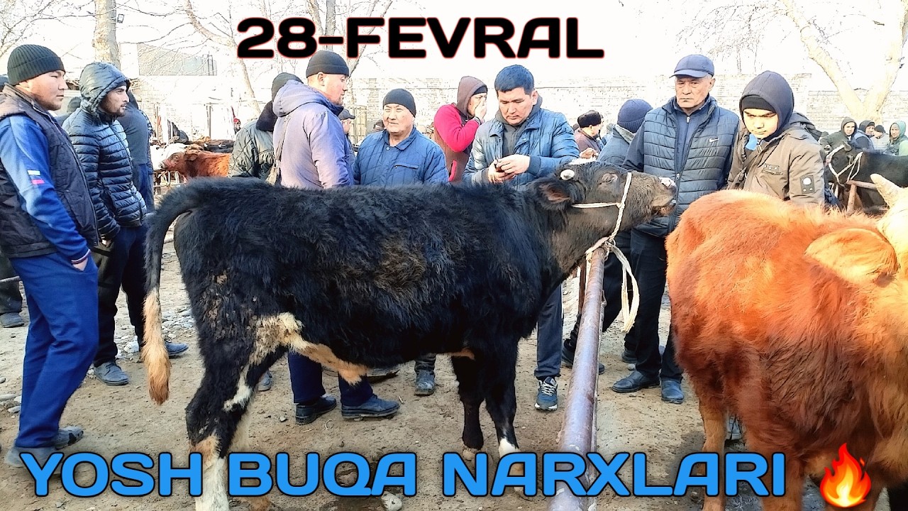 YOSH BUQA NARXLARI UCHKO'PRIK CHORVA BOZORIDAN