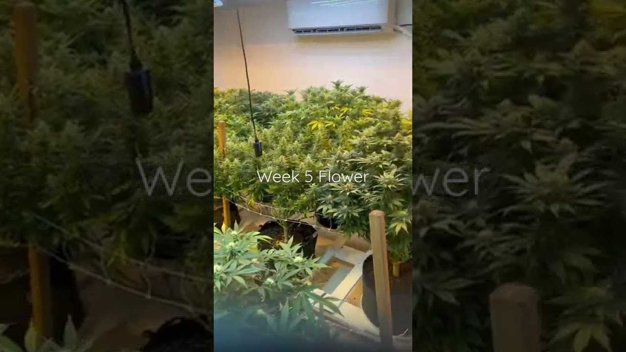 Week 5 Flower