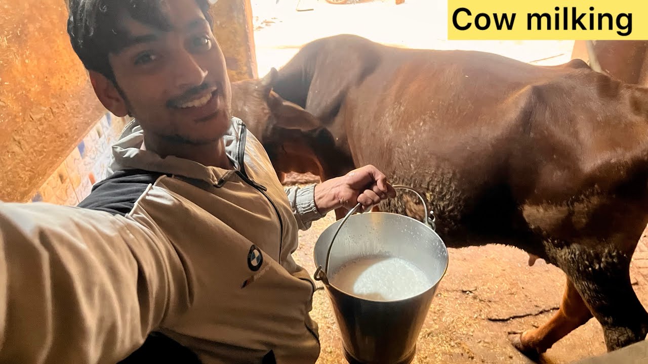 Cow ab kitna dudh Deti Hai