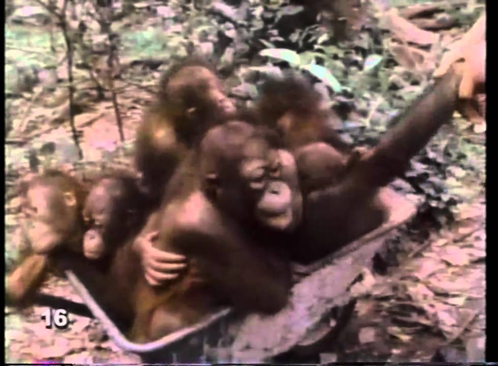 3-2-1 Contact #16 How Do They Know That - Innate and Learned Behavior